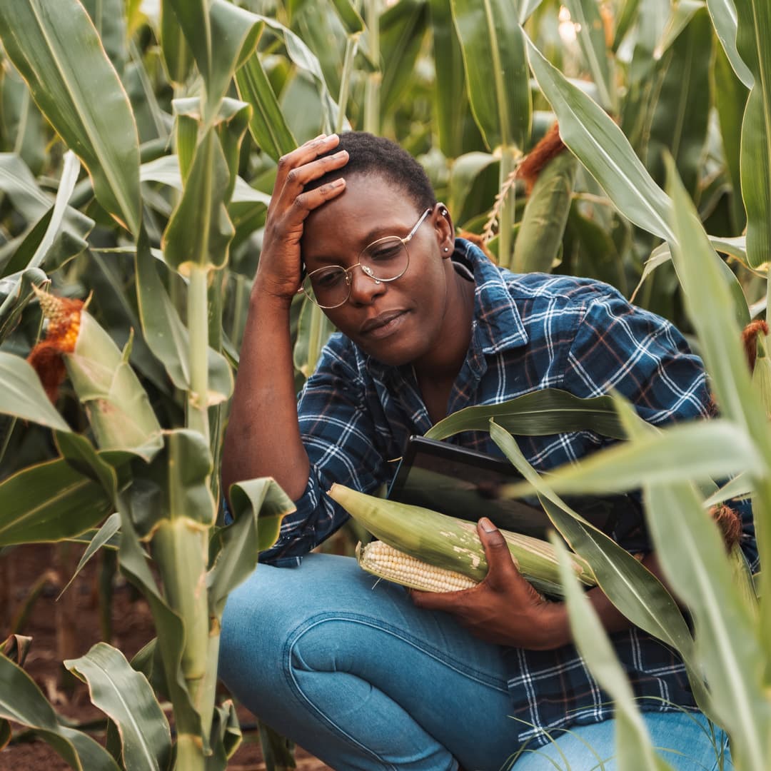 Indigenous knowledge is rarely treated as valid data